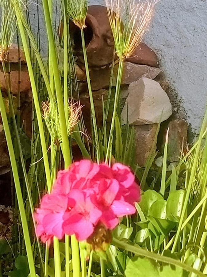 Raiz Del Cielo, Entre 2 Jardines De Ensueno Córdova Exterior foto